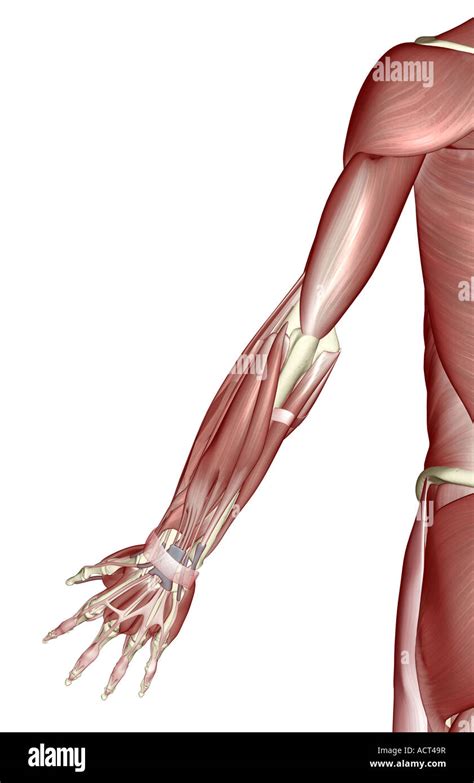 The Muscles Of The Upper Limb Stock Photo Alamy