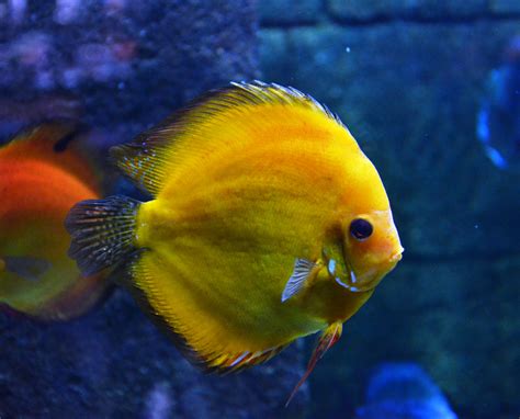 Filediscus Fish Wikimedia Commons