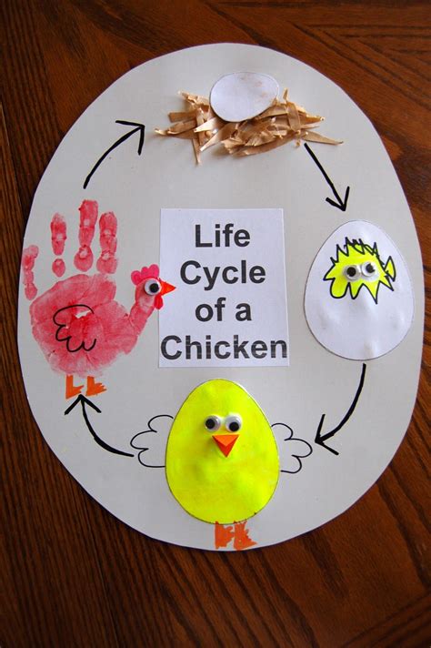 Life Cycle Of A Chicken Preschool Crafts Farm Theme Preschool