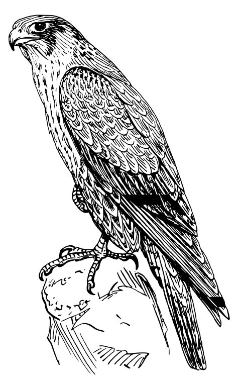 Falcon Clip Art At Vector 2 Image Wikiclipart