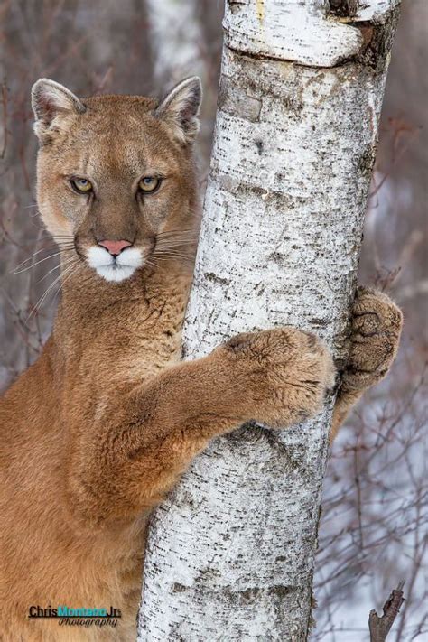 17 Best Images About Puma Medicine On Pinterest Panthers