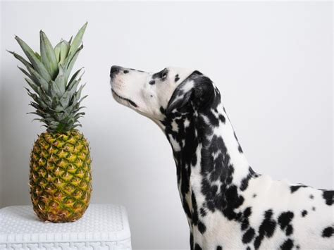 A balanced diet containing all six essential nutrients is critical for your dog's health. Can Dogs Eat Pineapple? | Organic Facts