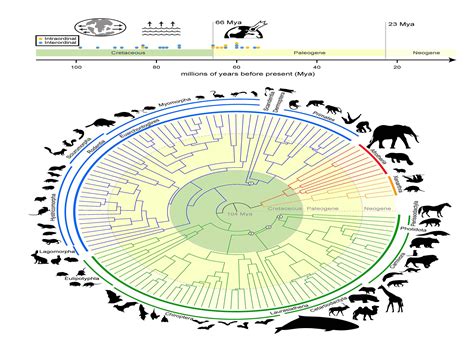 Mammalian Tree Of Life Traces Evolution Of Mammals Back 100 Million