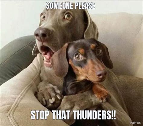 Scared Dog Of The Thunder Meme Petpress Net Funny Dog Memes Funny