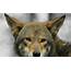 Red Wolf  Best Animal Wallpapers