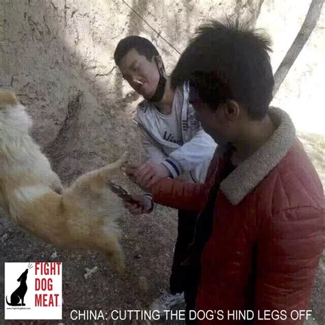 Grrand is in the process of rescuing 5 more dogs from the meat trade market in china. China: Cruel Dog Meat Trade Continues - Fight Dog Meat