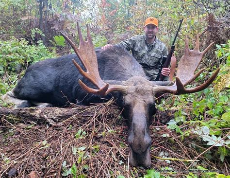 Rileys 2021 Guided Maine Moose Hunt Canoe The Wild