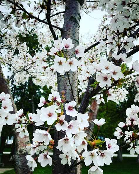 White Petaled Flowering Tree · Free Stock Photo