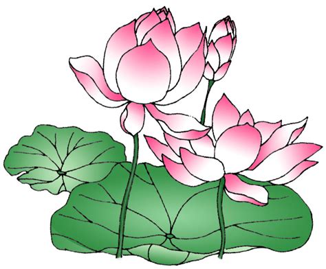 Select from premium lotus flower of the highest quality. Lotus Flower Line Drawing | Free download on ClipArtMag