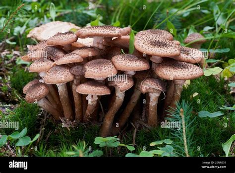Edible Mushroom Armillaria Ostoyae In The Spruce Forest Known As Honey