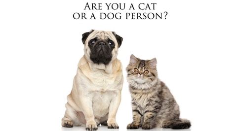 Called you sweetie, now what does that mean? Quiz: are you a cat or a dog person? (we think we can tell ...