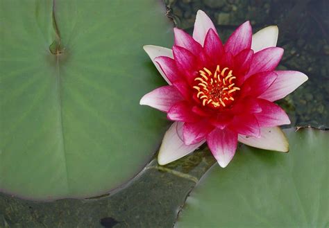 Free Picture Lotus Green Leaf Exotic Red Waterlily Flora Flower