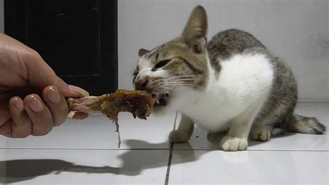 Kucing Kampung Dikasih Makan Ayam Goreng Youtube