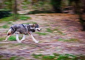 Wolfsfährte Foto & Bild | mitzieher, wolf, zoo Bilder auf fotocommunity