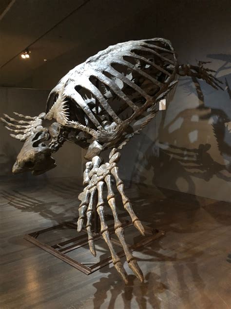 Skeleton Of The Now Extinct Archelon Ischyros The Largest Sea Turtle