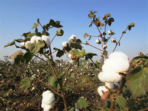 Cotton Tree Prips Jamaica