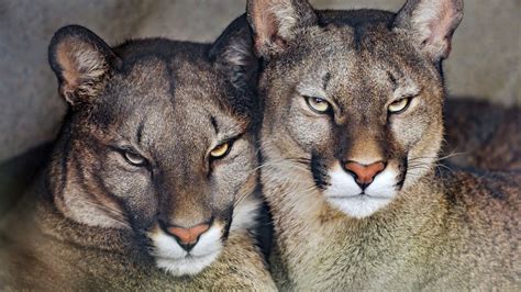 Cougar Predator Big Cat Animal Stare Look Blur Background 4k Hd Cougar
