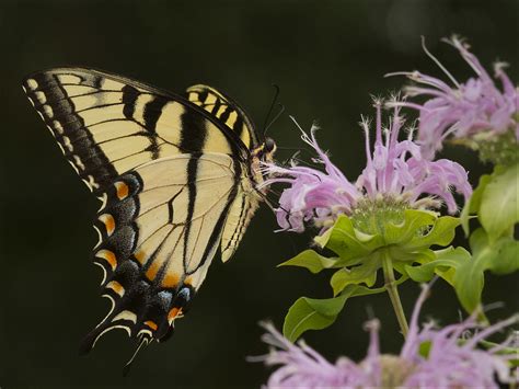 Img Eastern Tiger Swallowtail Papilio Glaucus Nec Flickr
