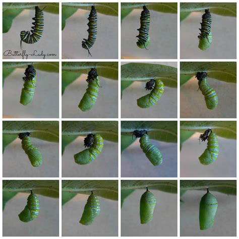 A Monarch Caterpillar Transform Into A Chrysalis Butterfly Species