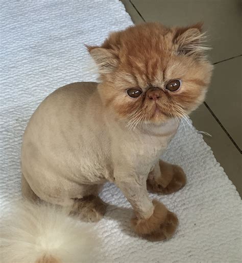 A lion cut can transform your cat into the king of the jungle. Just after his haircut | Cat haircut, Purebred cats, Cat ...