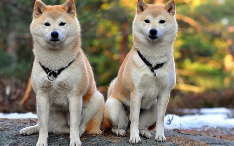 Shiba Inu Puppies Rescue Pictures Information Temperament Price