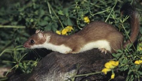 What Are Some Types Of Weasels Animals Momme