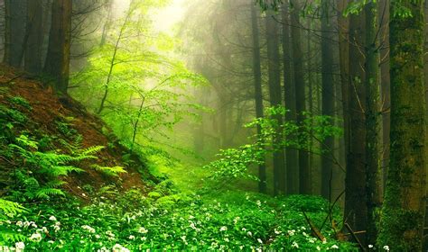 Nature Landscape Green Mist Forest Wildflowers Moss Path