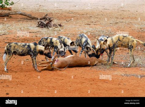 African Wild Dogs Or Cape Hunting Dogs Eating An Impala Botswana
