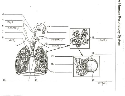 Blank Respiratory System Diagram Images And Pictures Becuo