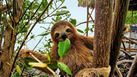 Where To See Sloths In Costa Rica Best Placeswhere To Find Them