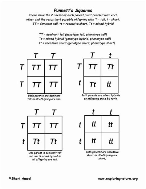 Punnett Square Worksheet Human Characteristics