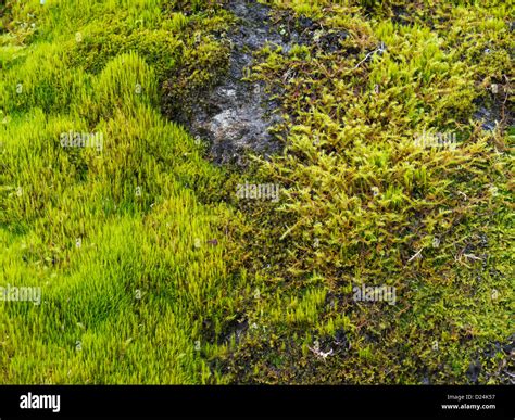 Arctic Moss Hi Res Stock Photography And Images Alamy