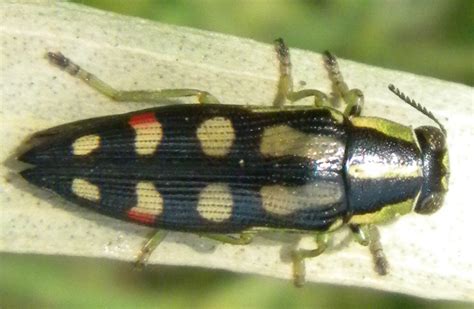 Jewel Beetle From Australia Diadoxus Erythrurus Whats That Bug