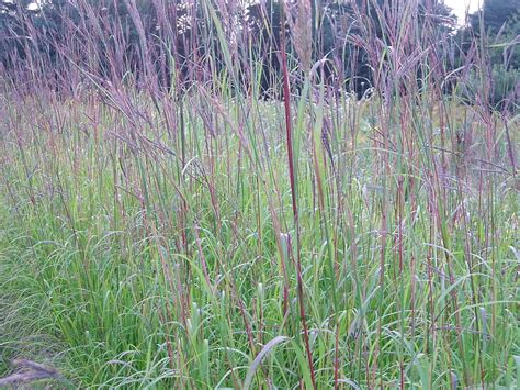 Oz Big Bluestem Seeds American Native Prairie Grass Clumping