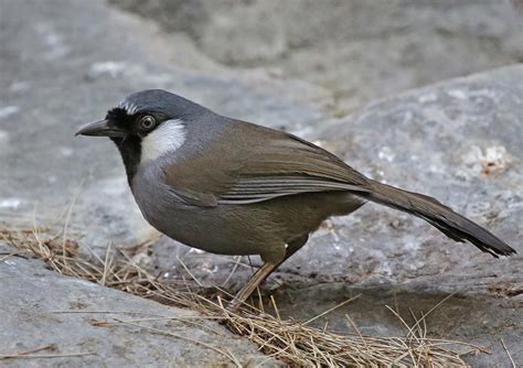 Pictures And Information On Black Throated Laughingthrush