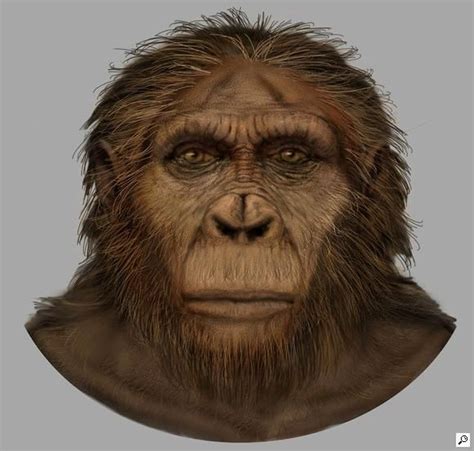 Paranthropus Aethiopicus Hominid Human Fossils Human Evolution