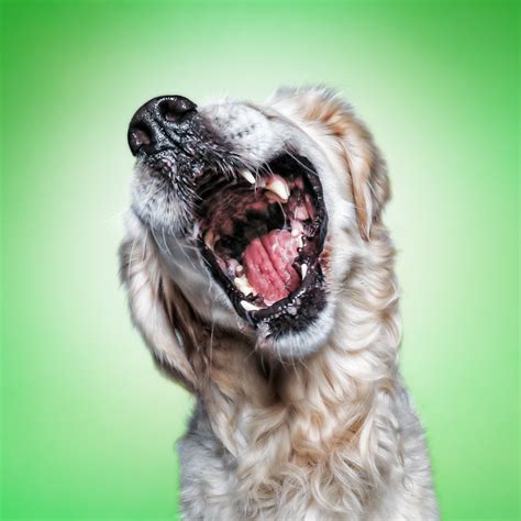 Funny (Dog) Faces ‹ Erblicken.com