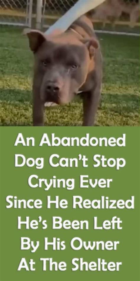 An Abandoned Dog Cant Stop Crying Ever Since He Realized Hes Been