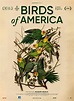 Birds of America - Cinéma Pax