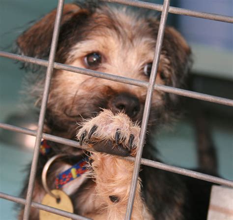 Puppies, kittens, chicken coops, livestock for adoption in woodlawn, md. Maryland Passes Anti Puppy Mill Bill