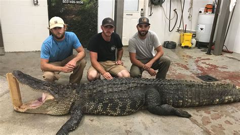 12 Foot Long 700 Pound Gator Caught In South Carolina