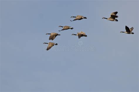 Flock Of Canada Geese Flying In A Blue Sky Stock Photo Image Of