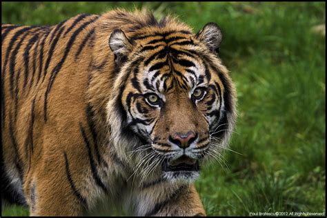 Sumatran Tiger Panthera Tigris Sumatrae Is A Rare Tiger Flickr