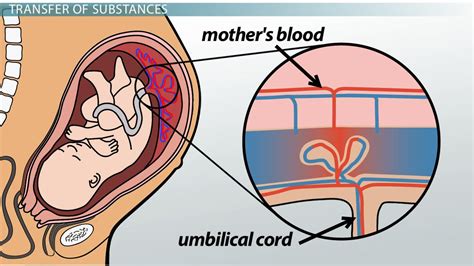How The Placenta Nourishes The Fetus Video And Lesson Transcript