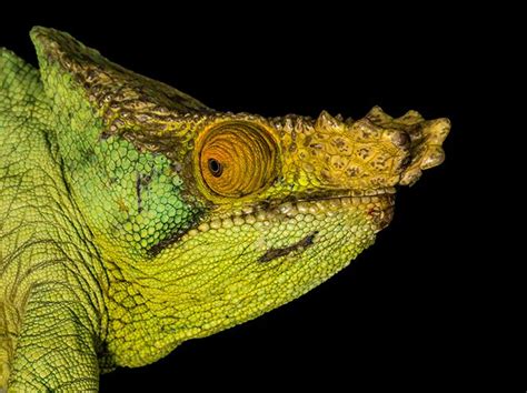 The Parsons Chameleon Is One Of The Largest Species Of Chameleons In