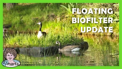Floating Biofilter Update Year 4 Youtube