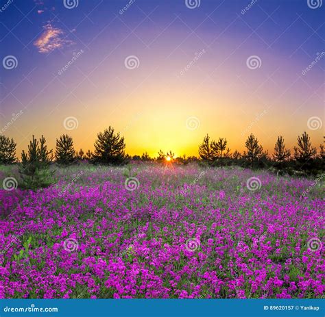 Summer Rural Landscape With Flowering Purple Flowers On A Meadow Stock