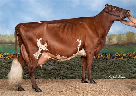 Breeds Dairy Cows Of America
