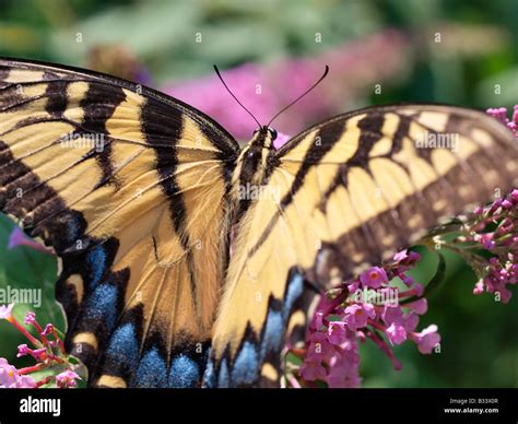 Eastern Tiger Swallowtail Butterfly Papilio Glaucus Feeding On Lilac