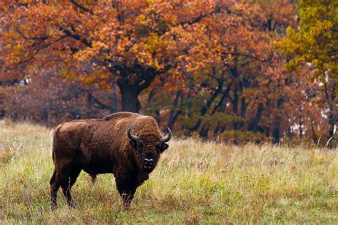 European Bison In Autumn Poland Miloussk 4555x3037 Parcs